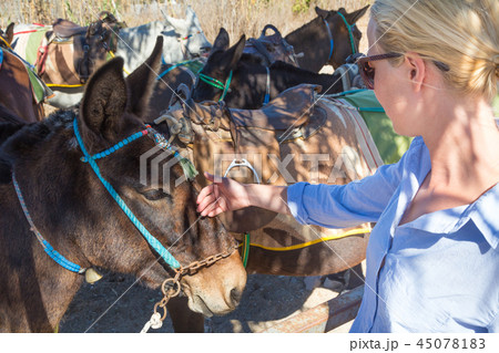 woman's hand caressing donkeys in a place in Spain woman's hand caressing donkeys in a place in Spain 45078183
