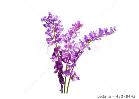 lilac meadow flowers isolated 45078442