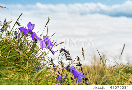 Blue flowers bluebells above clouds 45079054
