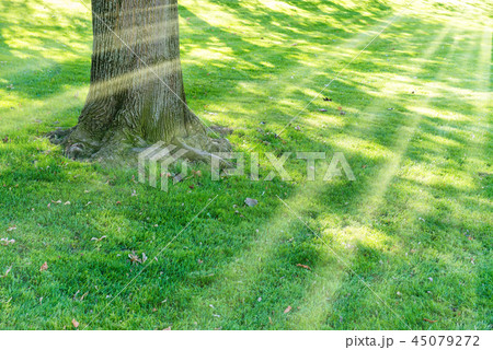 Big tree in green park Big tree in green park 45079272