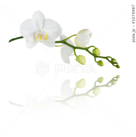 Moth orchid on white 45079987