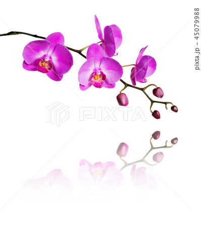 Pink orchid on a white background Pink orchid on a white background 45079988
