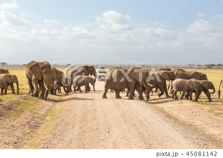 Herd of big wild elephants crossing dirt roadi in Amboseli national park, Kenya. Herd of big wild elephants crossing dirt roadi in Amboseli national park, Kenya. 45081142