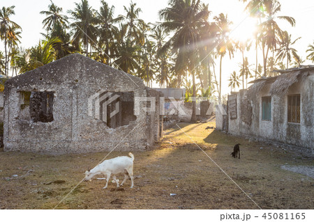 Goats by the Stone houses surrounded by palm trees in Jambiani village in Zanzibar, Tanzania in Goats by the Stone houses surrounded by palm trees in Jambiani village in Zanzibar, Tanzania in 45081165