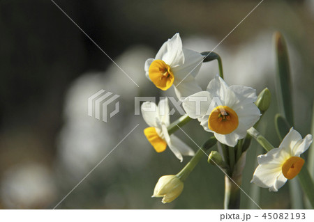 スイセン 45082193