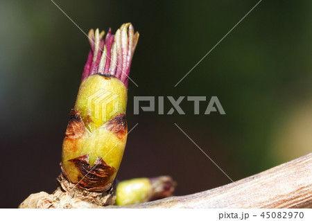 ニワトコ(冬芽) ニワトコ(冬芽) 45082970