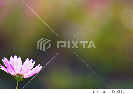 静かに咲く秋桜 静かに咲く秋桜 45083212