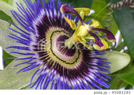 Passiflora passionflower close up Passiflora passionflower close up 45083293