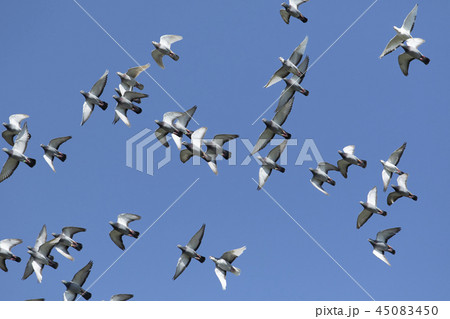 flock of speed racing pigeon flying 45083450