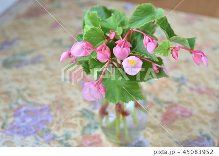 テーブルの花 シュウカイドウ テーブルの花 シュウカイドウ 45083952