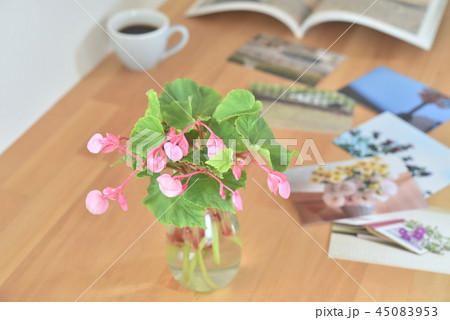 机の花 シュウカイドウ 机の花 シュウカイドウ 45083953