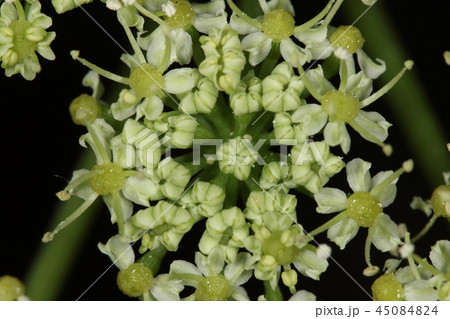 自然 植物 アシタバ、一メートルほどになる野草ですがセリ科らしいし小さな花をつけます 自然 植物 アシタバ、一メートルほどになる野草ですがセリ科らしいし小さな花をつけます 45084824