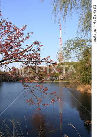 横浜市三ツ池公園の風景 横浜市三ツ池公園の風景 45084881