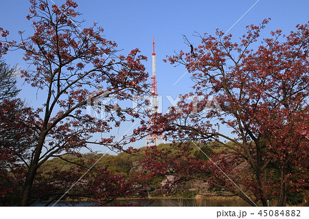 横浜市三ツ池公園の風景 横浜市三ツ池公園の風景 45084882