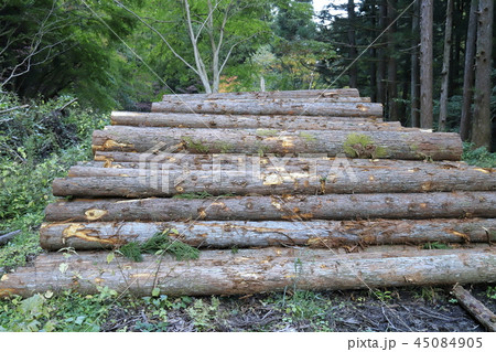 杉林と杉の木材 45084905