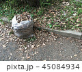 落ち葉拾い 45084934