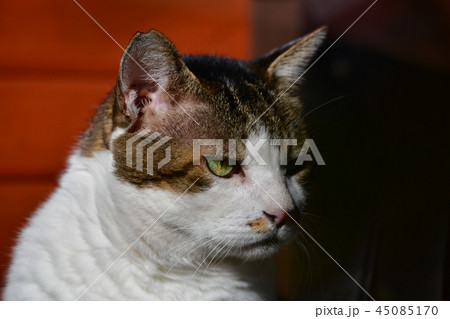 どっしりした貫禄ありの猫 どっしりした貫禄ありの猫 45085170