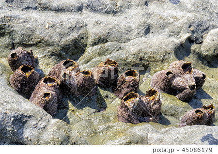 済州島 韓国 海 45086179