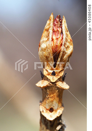 アジサイの葉痕と冬芽 アジサイの葉痕と冬芽 45086408