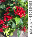 赤い花 45086495