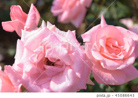 薔薇(プリンセスアイコ) 45086643