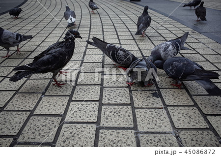 足元に広がる弱肉強食の世界 45086872