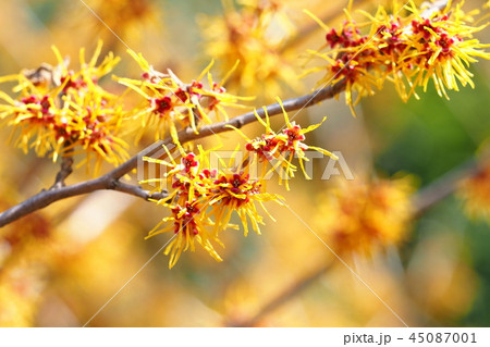 マンサクの花の写真素材