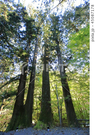 花園神社　花園渓谷　北茨城 45087178