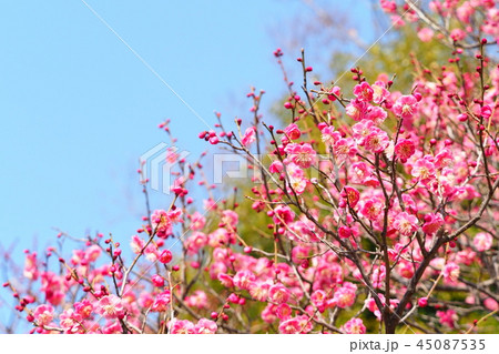梅の花（唐梅） 45087535