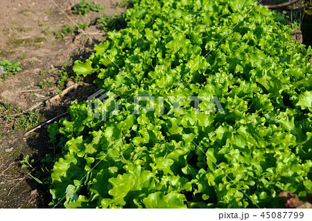 家庭菜園の秋野菜風景iの写真素材