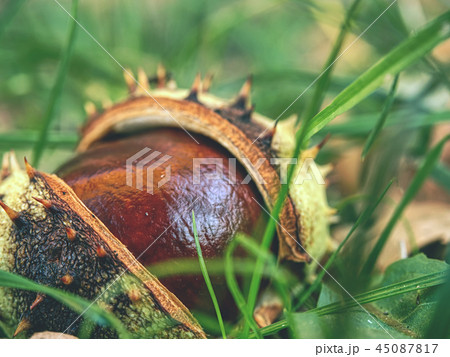 Open peels of fallen chestnuts on the grass ground 45087817