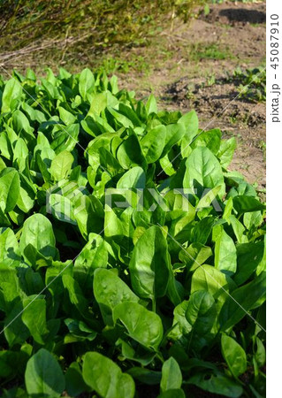 家庭菜園の秋野菜風景i 45087910
