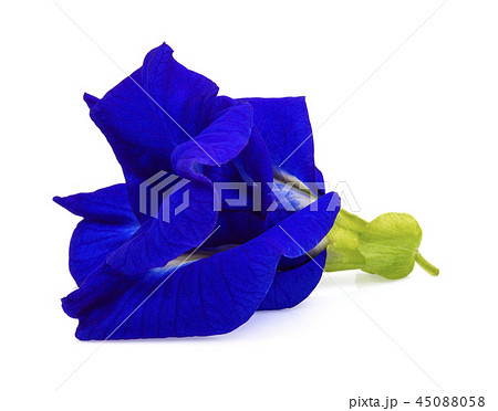 Anchan flowers on white background. Anchan flowers on white background. 45088058