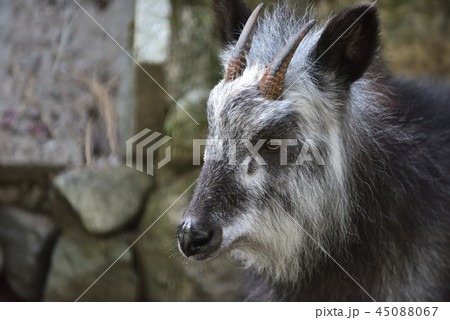 神戸市立森林植物園 カモシカ広場のニホンカモシカ 神戸市立森林植物園 カモシカ広場のニホンカモシカ 45088067