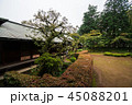 喜多院の庭3 45088201