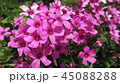 芝桜 45088288