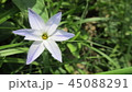 花 45088291