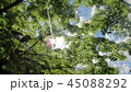 木漏れ日 45088292