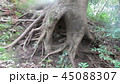 根 45088307