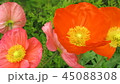 ポピー３ 45088308