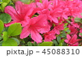つつじ 45088310
