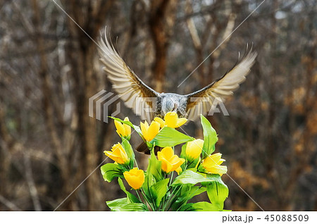 春 ヒヨドリ 動物 45088509