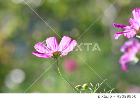 コスモス 45089950
