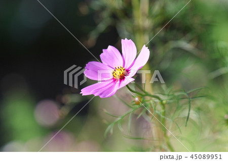 コスモス 45089951