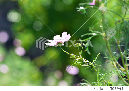 コスモス 45089954