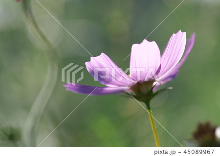 コスモス 45089967