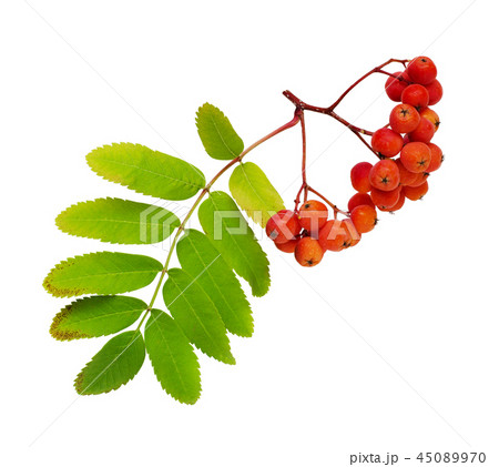 Autumn rowanberries and leaves Autumn rowanberries and leaves 45089970