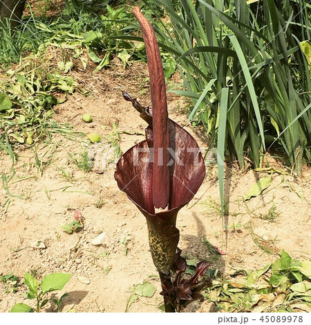 こんにゃくの花 45089978