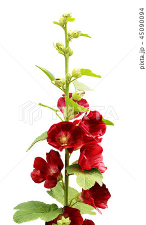 Mallow flowers Mallow flowers 45090094