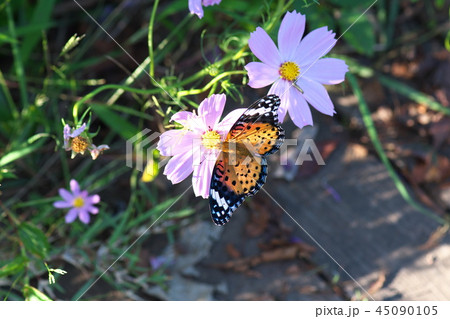 コスモス 45090105